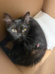 Shelter Stray Male Cat last seen Near N El Dorado St, Stockton, CA 95204, USA, 1575 S Lincoln St, Stockton, CA 95206, USA