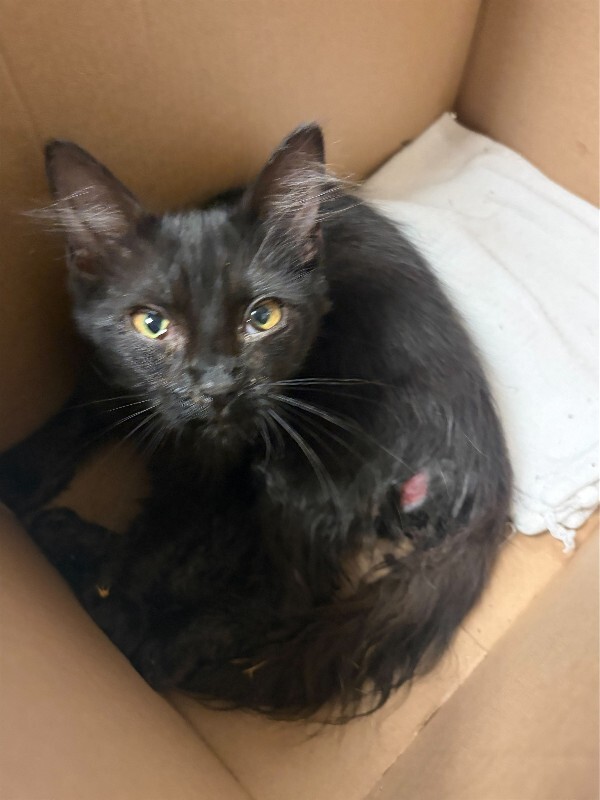 Shelter Stray Male Cat last seen Near N El Dorado St, Stockton, CA 95204, USA, 1575 S Lincoln St, Stockton, CA 95206, USA