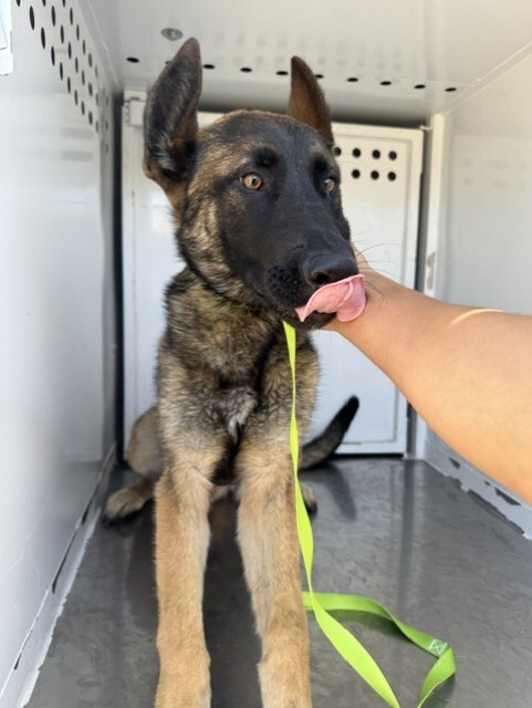 Shelter Stray Male Dog last seen , 1575 S Lincoln St, Stockton, CA 95206, USA