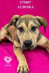 Shelter Stray Female Dog last seen Near W March Ln, Stockton, CA 95219, USA, 1575 S Lincoln St, Stockton, CA 95206, USA