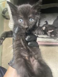 Shelter Stray Female Cat last seen , 1575 S Lincoln St, Stockton, CA 95206, USA