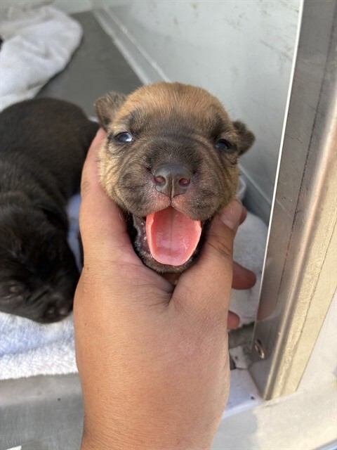 Shelter Stray Male Dog last seen , 1575 S Lincoln St, Stockton, CA 95206, USA