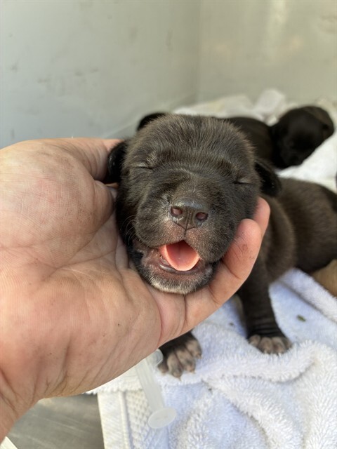 Shelter Stray Female Dog last seen , 1575 S Lincoln St, Stockton, CA 95206, USA