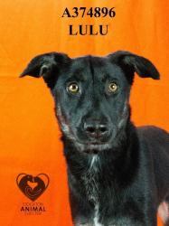 Shelter Stray Female Dog last seen , 1575 S Lincoln St, Stockton, CA 95206, USA