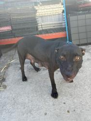 Shelter Stray Female Dog last seen , 1575 S Lincoln St, Stockton, CA 95206, USA