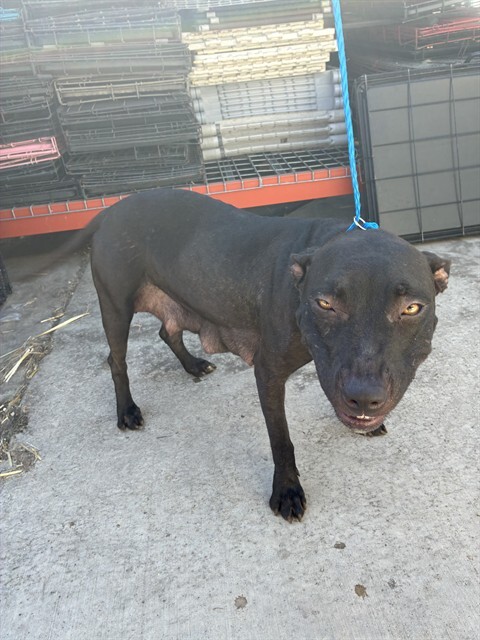 Shelter Stray Female Dog last seen , 1575 S Lincoln St, Stockton, CA 95206, USA