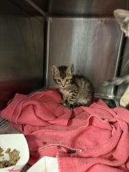 Shelter Stray Male Cat last seen , 1575 S Lincoln St, Stockton, CA 95206, USA