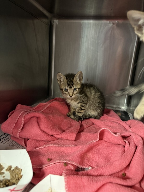Shelter Stray Male Cat last seen , 1575 S Lincoln St, Stockton, CA 95206, USA