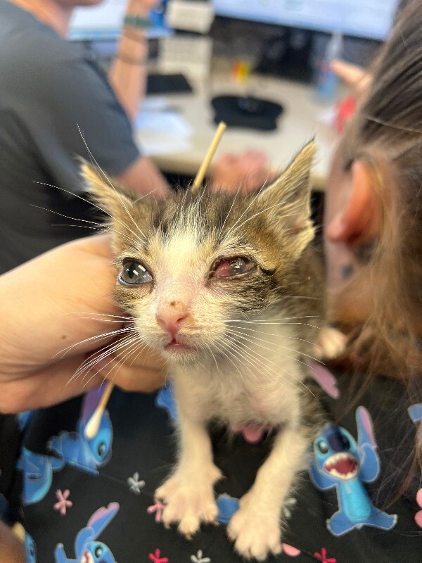 Shelter Stray Male Cat last seen , 1575 S Lincoln St, Stockton, CA 95206, USA