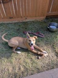 Shelter Stray Female Dog last seen , 1575 S Lincoln St, Stockton, CA 95206, USA