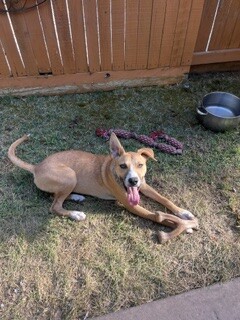 Shelter Stray Female Dog last seen , 1575 S Lincoln St, Stockton, CA 95206, USA