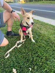 Shelter Stray Female Dog last seen , 1575 S Lincoln St, Stockton, CA 95206, USA