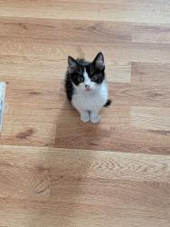 Shelter Stray Male Cat last seen , 1575 S Lincoln St, Stockton, CA 95206, USA
