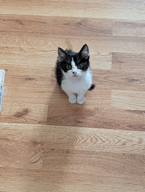 Shelter Stray Male Cat last seen , 1575 S Lincoln St, Stockton, CA 95206, USA