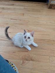 Shelter Stray Female Cat last seen , 1575 S Lincoln St, Stockton, CA 95206, USA