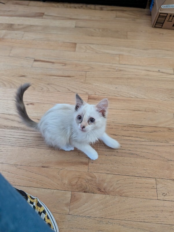 Shelter Stray Female Cat last seen , 1575 S Lincoln St, Stockton, CA 95206, USA