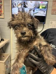 Shelter Stray Male Dog last seen , 1575 S Lincoln St, Stockton, CA 95206, USA