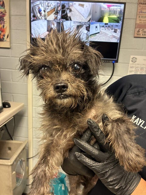 Shelter Stray Male Dog last seen , 1575 S Lincoln St, Stockton, CA 95206, USA