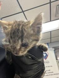 Shelter Stray Female Cat last seen , 1575 S Lincoln St, Stockton, CA 95206, USA