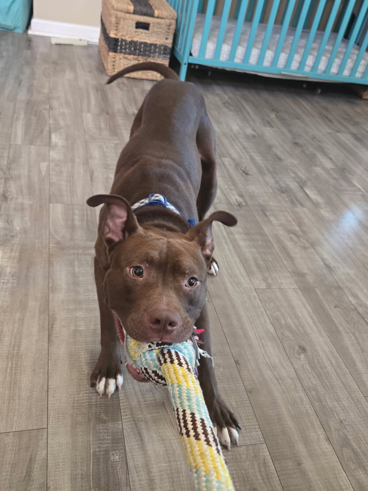Shelter Stray Male Dog last seen , 1575 S Lincoln St, Stockton, CA 95206, USA