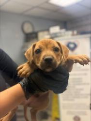 Shelter Stray Male Dog last seen , 1575 S Lincoln St, Stockton, CA 95206, USA