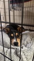 Shelter Stray Female Dog last seen , 1575 S Lincoln St, Stockton, CA 95206, USA