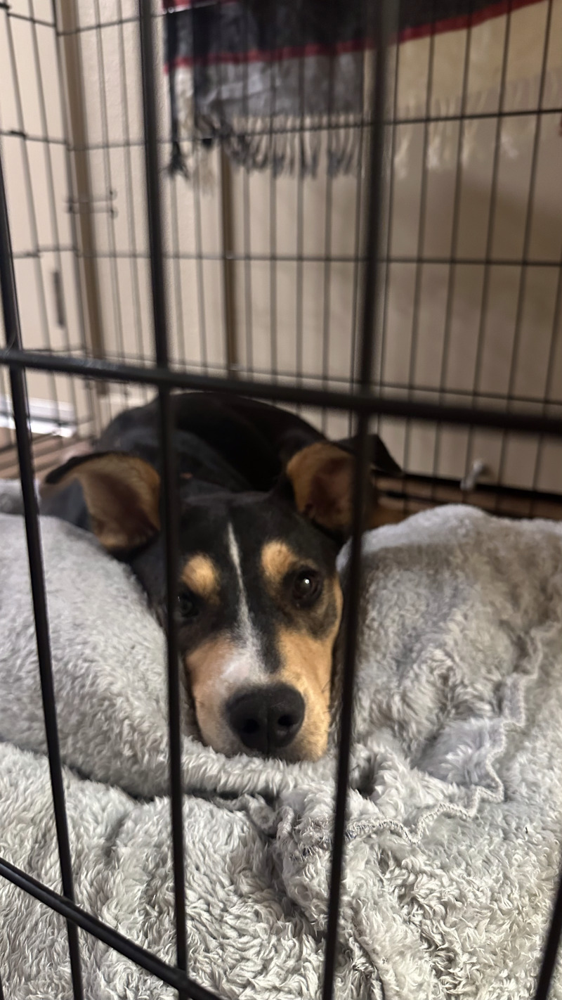 Shelter Stray Female Dog last seen , 1575 S Lincoln St, Stockton, CA 95206, USA
