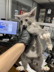 Shelter Stray Female Cat last seen , 1575 S Lincoln St, Stockton, CA 95206, USA