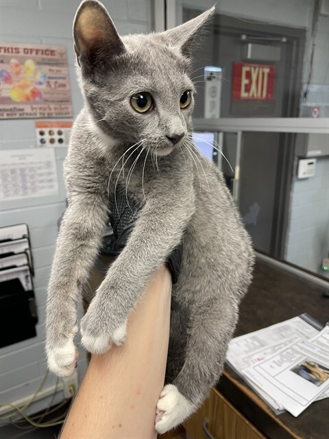 Shelter Stray Female Cat last seen , 1575 S Lincoln St, Stockton, CA 95206, USA