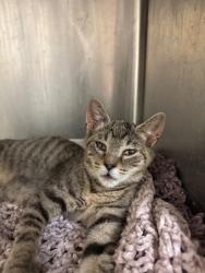 Shelter Stray Female Cat last seen , 1575 S Lincoln St, Stockton, CA 95206, USA