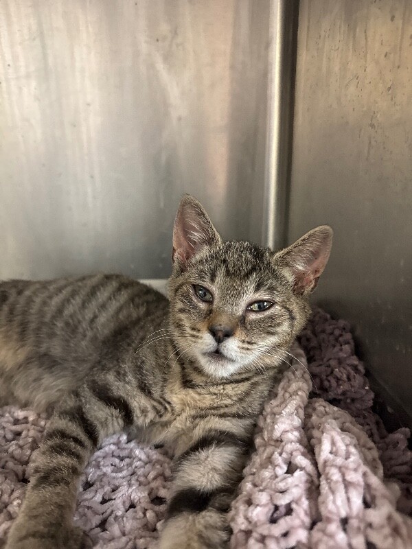 Shelter Stray Female Cat last seen , 1575 S Lincoln St, Stockton, CA 95206, USA