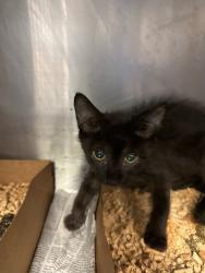 Shelter Stray Female Cat last seen , 1575 S Lincoln St, Stockton, CA 95206, USA