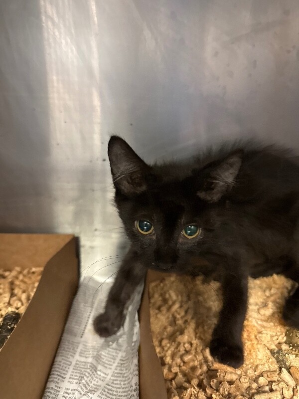 Shelter Stray Female Cat last seen , 1575 S Lincoln St, Stockton, CA 95206, USA