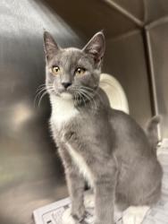 Shelter Stray Male Cat last seen , 1575 S Lincoln St, Stockton, CA 95206, USA