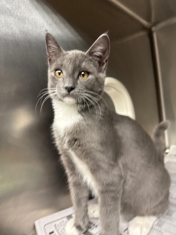 Shelter Stray Male Cat last seen , 1575 S Lincoln St, Stockton, CA 95206, USA