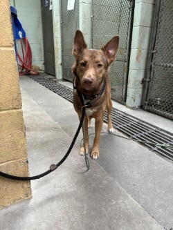 Shelter Stray Female Dog last seen , 1575 S Lincoln St, Stockton, CA 95206, USA
