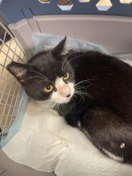 Shelter Stray Male Cat last seen Near N Hwy 99 Bike Path, Stockton, CA 95212, USA, 1575 S Lincoln St, Stockton, CA 95206, USA
