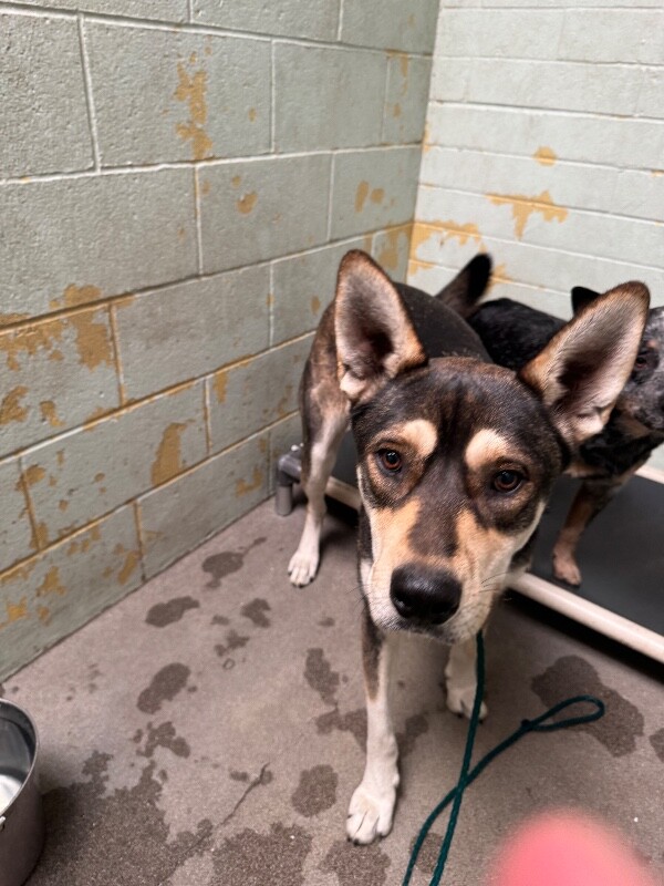 Shelter Stray Male Dog last seen Near Cumberland Pl, Stockton, CA 95219, USA, 1575 S Lincoln St, Stockton, CA 95206, USA