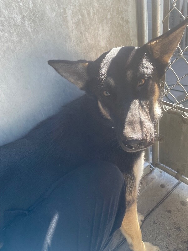 Shelter Stray Female Dog last seen , 1575 S Lincoln St, Stockton, CA 95206, USA
