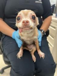 Shelter Stray Female Dog last seen Near Palisades Dr, Stockton, CA 95210, USA, 1575 S Lincoln St, Stockton, CA 95206, USA
