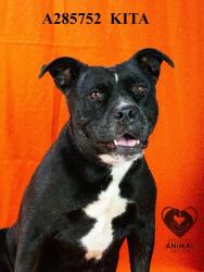 Shelter Stray Female Dog last seen , 1575 S Lincoln St, Stockton, CA 95206, USA