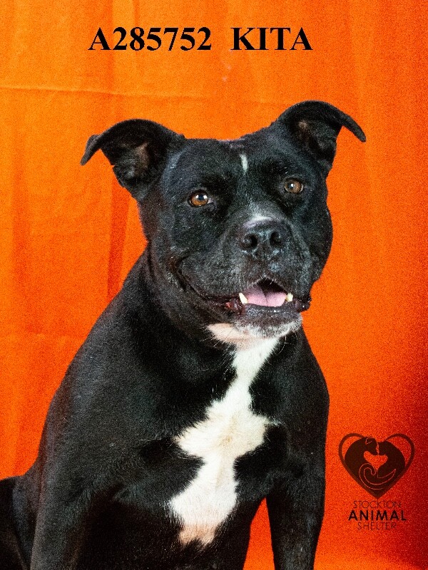 Shelter Stray Female Dog last seen , 1575 S Lincoln St, Stockton, CA 95206, USA