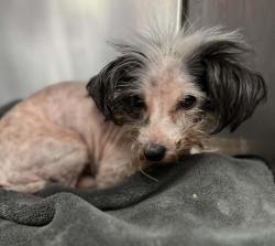 Shelter Stray Male Dog last seen Near Oxford Way, Stockton, CA 95204, USA, 1575 S Lincoln St, Stockton, CA 95206, USA