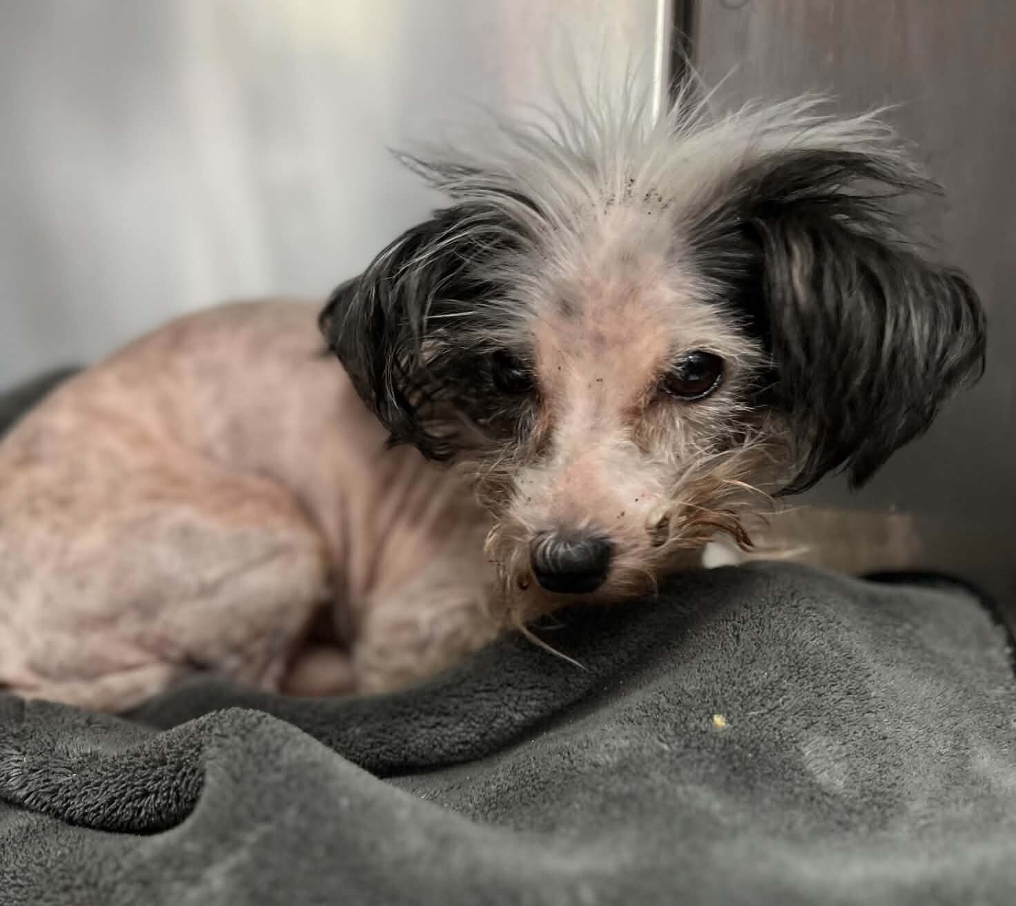 Shelter Stray Male Dog last seen Near Oxford Way, Stockton, CA 95204, USA, 1575 S Lincoln St, Stockton, CA 95206, USA