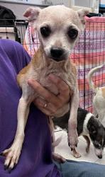 Shelter Stray Female Dog last seen Near S B St, Stockton, CA 95206, USA, 1575 S Lincoln St, Stockton, CA 95206, USA