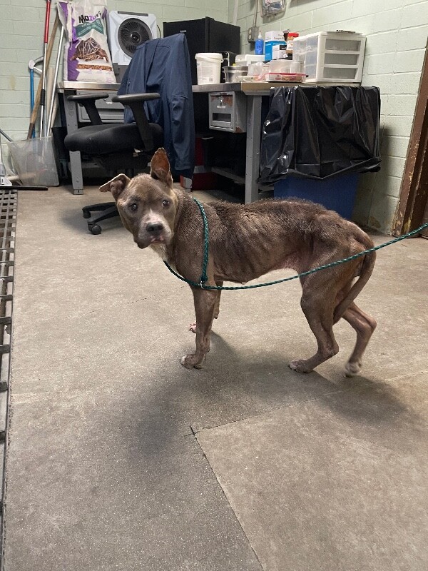 Shelter Stray Female Dog last seen Near E Washington St, Stockton, CA 95205, USA, 1575 S Lincoln St, Stockton, CA 95206, USA