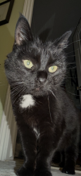Lost Female Cat last seen 19 mile and Mound, Sterling Heights, MI 48314
