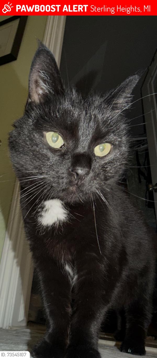 Lost Female Cat last seen 19 mile and Mound, Sterling Heights, MI 48314