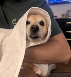 Reunited Female Dog last seen Sardis lane/providencd Sardis lane/sardis road, Charlotte, NC 28270