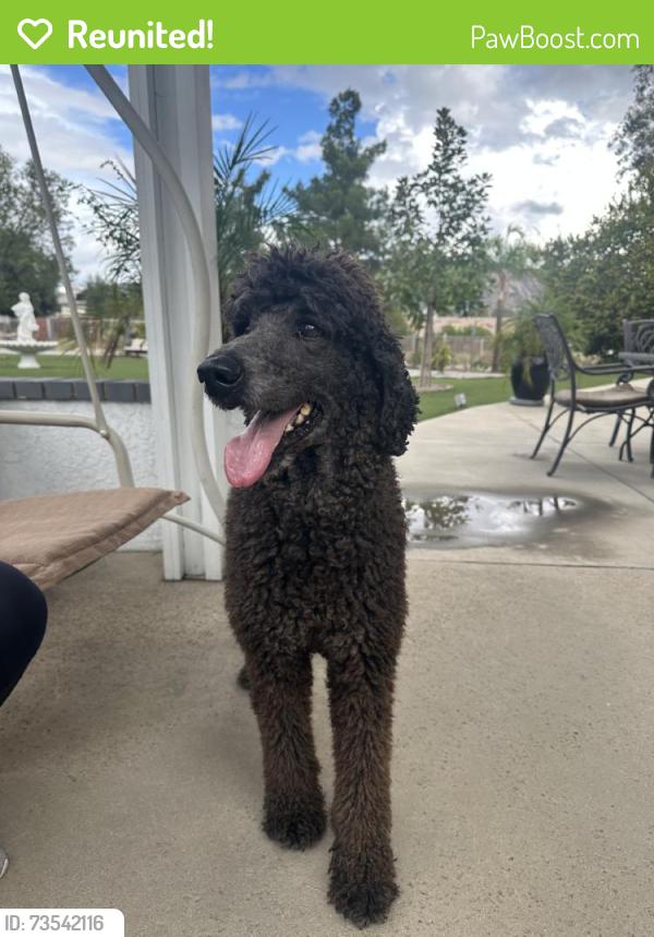 Reunited Male Dog last seen Western Ridge Rd, Moreno Valley, CA 92557, USA, Moreno Valley, CA 92557